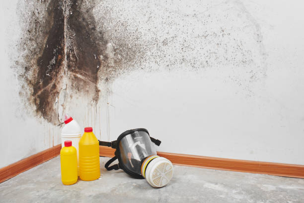 Best Crawl Space Mold Removal  in Steele, MO
