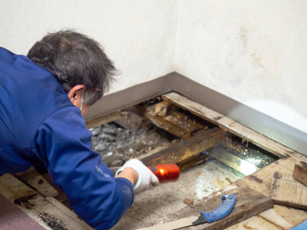 Best Professional Mold Removal  in Steele, MO