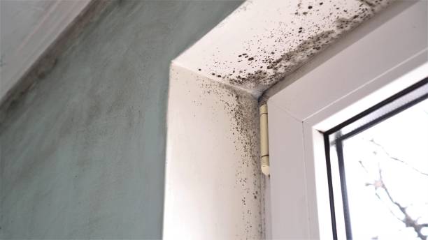Best Residential Mold Removal  in Steele, MO