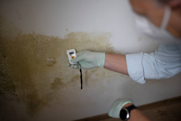 Best Certified Mold Removal  in Steele, MO