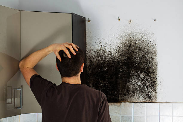 Best Mold Damage Repair  in Steele, MO